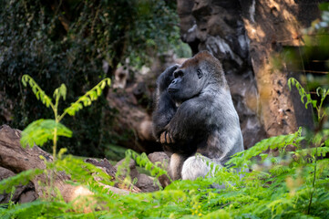 Gorilla herbivorous, great black ape inhabit tropical forests of equatorial Africa