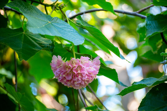 Pink snowballs of blossoming dombeya x cayeuxii tropical tree