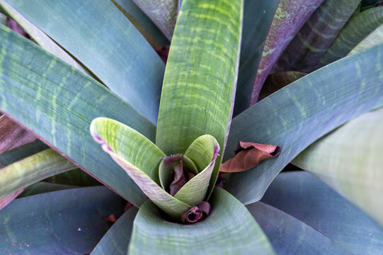 Giant tropical plant vriesea fosteriana after blossom