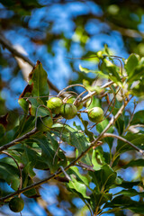 Hard green Australian macadamia nuts hanging on branches on big tree