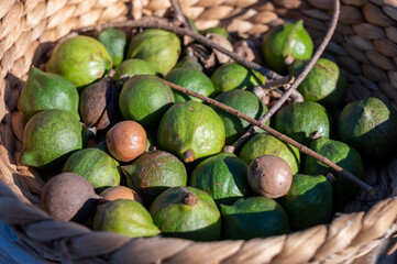 New harvest of fresh ripe macadamia nuts in green shell