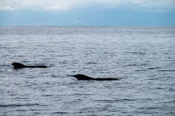 Fototapeta premium Whales watching from boat, spotted family of whales near coast of Tenerife, Canary islands, Spain
