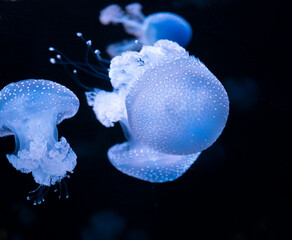 Phyllorhiza punctata jellyfish, also known as floating bell, Australian spotted, brown or white-spotted jellyfish