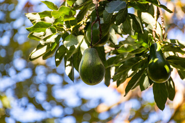 Ripe green avocado fruit hanging on tree
