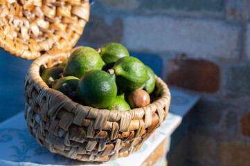 New harvest of fresh ripe macadamia nuts in green shell