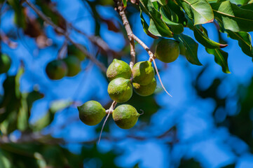 Hard green Australian macadamia nuts hanging on branches on big tree