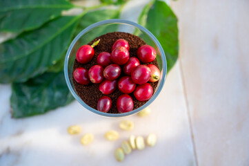 Red ripe arabica coffee berries, green coffee beands, leaves and roasted ground coffee in glass on marble table