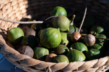 New harvest of fresh ripe macadamia nuts in green shell