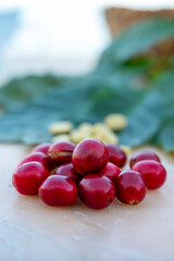Red ripe arabica coffee berries, green coffee beands and leaves