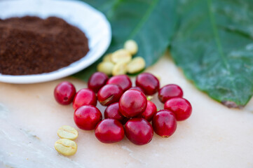 Red ripe arabica coffee berries, green coffee beands, leaves and roasted ground coffee in bowl