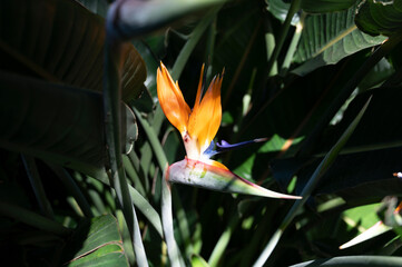 Obraz na płótnie Canvas Blossom of Strelitzia reginae, colorful bird of paradise flowers in botanical garden