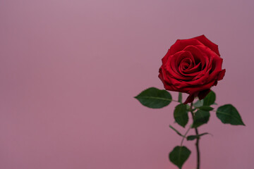 Beautiful red rose on the pink background