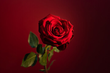 Beautiful red rose on the red background