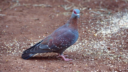 Speckled pigeon (Columba guinea) on the ground eating bird seed in a backyard in Pretoria, South...