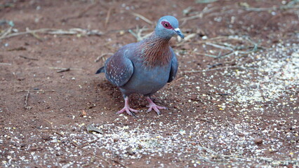Speckled pigeon (Columba guinea) on the ground eating bird seed in a backyard in Pretoria, South...
