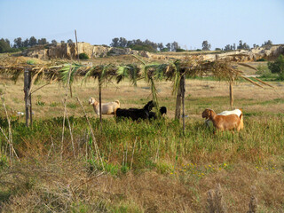 Goats under the shelter