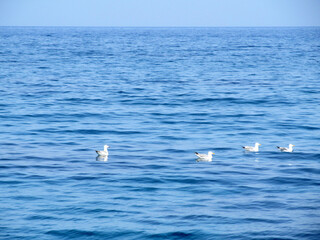 Gulls resting on the sea