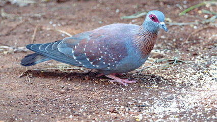Speckled pigeon (Columba guinea) on the ground eating bird seed in a backyard in Pretoria, South Africa