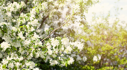 White flowers garden background