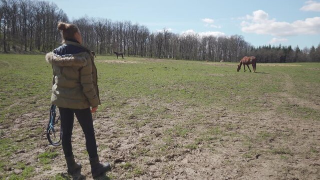 Horses in the paddock in nature, woman summons horses