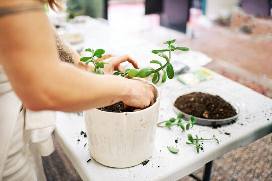 re potting a plant
