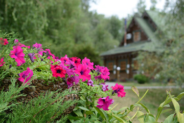 Fototapeta na wymiar Pink flowers in a pot on the background of a wooden house