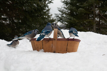 Blue Jay Family