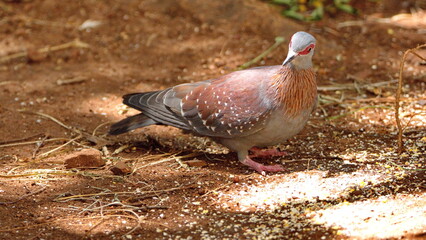 Speckled pigeon (Columba guinea) on the ground eating bird seed in a backyard in Pretoria, South Africa