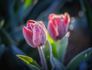 frozen tulip