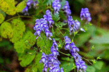 blue blooming flowers on a hiking trail Triglav NP, Slovenia