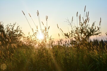 Sun shines through high  grass