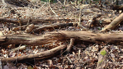 roots of a tree