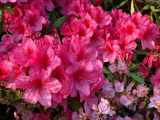 Obraz na płótnie Canvas Pink Rhododendrons Oregon Coast Spring
