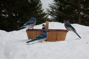 Birds in a basket