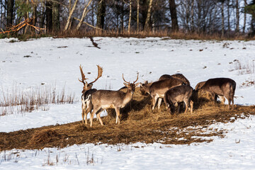 Fallow deers (dama dama) in winter day.