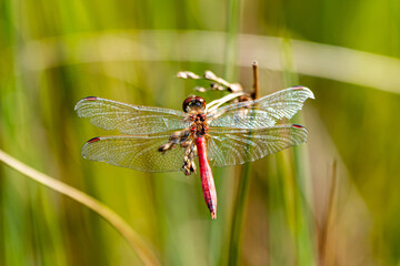 dragonfly close up in the grass near a pond during a warm summer day