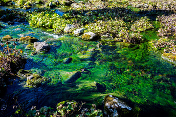 green moss on the rocks in the river, Slovakia, Europe
