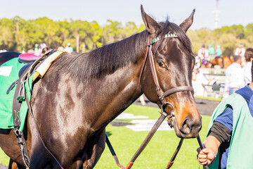 Obraz premium A skeptical looking Thoroughbred racehorse in the paddock before a race with a bridle on a sunny day.