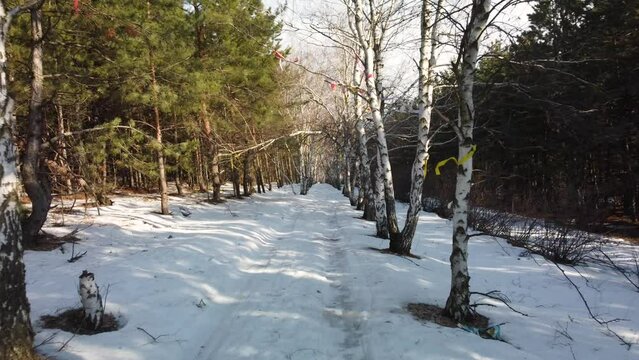 birch alley with ribbons in the park in winter