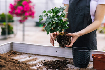 Faceless gardener taking out plant from pot