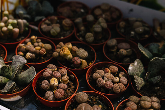 Lithops novelty houseplants