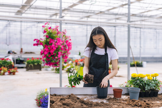 Girl cultivating green plants in garden