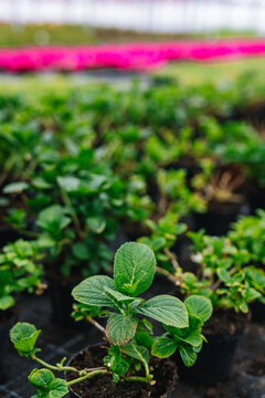 Beautiful potted plant which growing in hothouse 