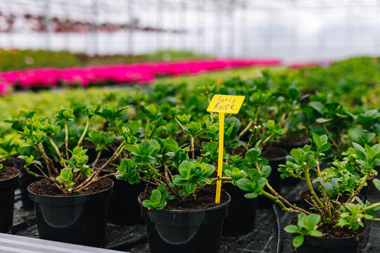 Labelling Hydrangea Plants growing in glasshouse