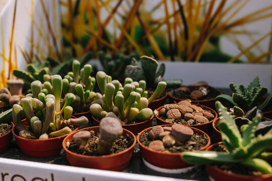 Potted  plants arrangement in glasshouse