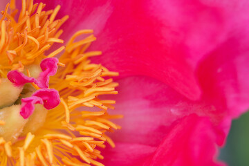A bright pink peony with yellow in the middle