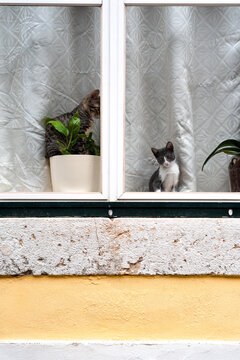 Little sibling kitties at the window