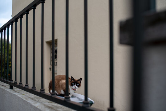 Domesticated cat sitting and observing the passersby 