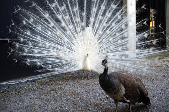 A peacocks love story