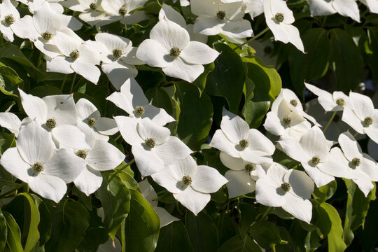Hartriegel, cornus venus Strauch mit weißen Blüten Blättern